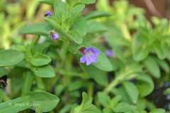 Limnophila aromatica